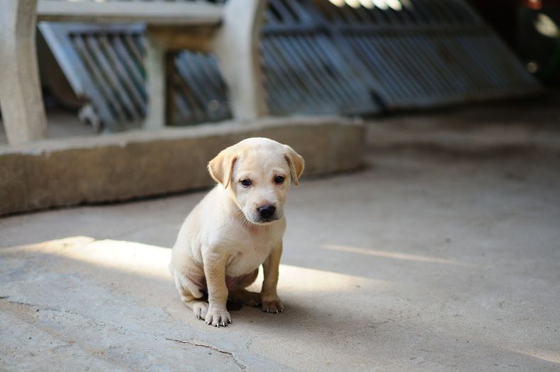 Cómo hacer leche materna para perros