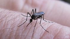En una de las pacientes fallecidas, se detectó una coinfección de los virus del dengue con chikungunya. En una de las pacientes fallecidas, se detectó una coinfección de los virus del dengue con chikungunya.