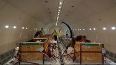 Los delfines en el interior del avión especial. Los delfines en el interior del avión especial.