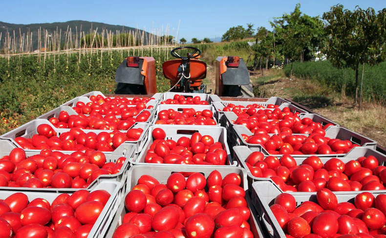 A los productores les est�n ofreciendo $3.000 por un caj�n de 20 kilos.