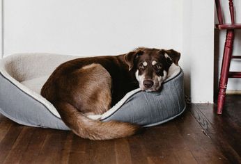 Veterinarios alertan sobre los riesgos de que los perros duerman al aire libre y brindan consejos para protegerlos durante los días más fríos. &nbsp;