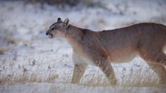El documental indaga en la relación entre el ser humano y la naturaleza. El documental indaga en la relación entre el ser humano y la naturaleza.