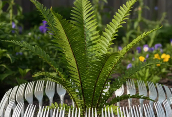 Tenedores de plástico clavados en la tierra: el truco casero para proteger las plantas del jardín de algunos animales.