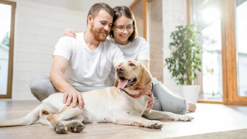 Cómo eliminar el olor a perro.