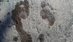Encontraron huellas de la Edad de Hielo de hace más de 12.000 años.