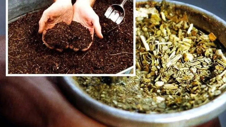 La yerba sirve como “ingrediente” para el compost