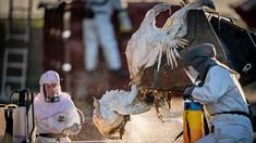 La OMS emitió un alerta por los brotes de gripe aviar. La OMS emitió un alerta por los brotes de gripe aviar.