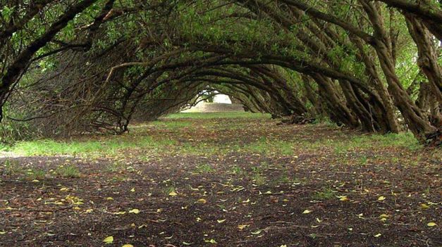 La escapada cerca de Buenos Aires a un bosque místico.