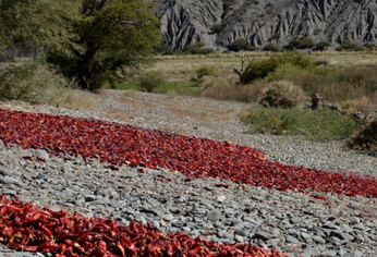 Payogasta: el pueblo que se destaca para visitar y disfrutar del paisaje.