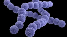 En el 2024 ya se registraron 328 casos en Japón producidos por la bacteria estreptococo A&nbsp;