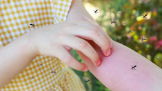 Alerta Dengue: los mejores trucos caseros para ahuyentar mosquitos de casa Alerta Dengue: los mejores trucos caseros para ahuyentar mosquitos de casa