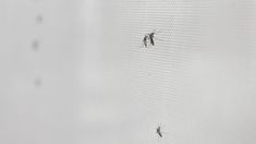 Invasión de mosquitos en el AMBA: son de la especie que contagia la encefalitis equina. Invasión de mosquitos en el AMBA: son de la especie que contagia la encefalitis equina.