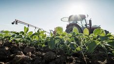 Sequía: la producción actual de soja sería la peor de últimos 23 años Sequía: la producción actual de soja sería la peor de últimos 23 años