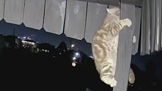 El gato logró escapar de las garras del coyote. El gato logró escapar de las garras del coyote.