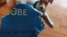 Su perro le comió la SUBE y realizó un posteo que generó polémica en redes. Su perro le comió la SUBE y realizó un posteo que generó polémica en redes.