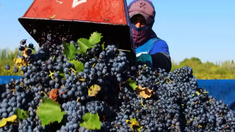 Se fija en 0% la alícuota de derecho de&nbsp; exportación para todas las economías regionales.