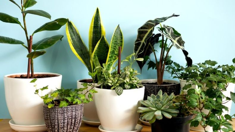Cuáles son las plantas ideales para tener en el interior de tu casa según la Inteligencia Artificial.