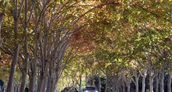 El árbol plátano de sombra que inunda las calles de la Ciudad de Buenos Aires con sus semillas con filamentos peludos.