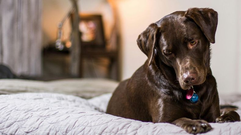 Por ello, expertos en comportamiento animal, medicina veterinaria y trastornos del sueño analizaron el tema para ofrecer recomendaciones fundamentadas.  