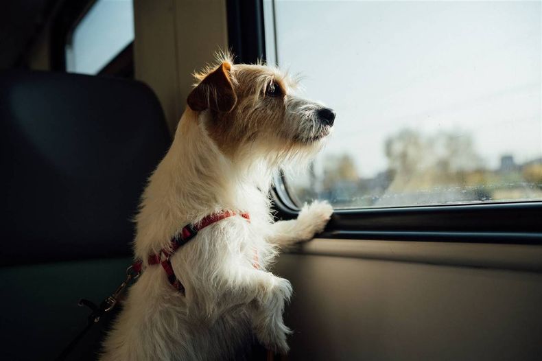 Las mascotas podrán viajar en transporte público