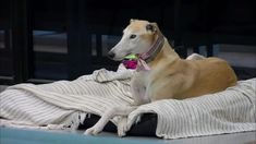 Paris de Gran Hermano tiene muchos problemas de salud y tuvo que salir de la casa. Paris de Gran Hermano tiene muchos problemas de salud y tuvo que salir de la casa.