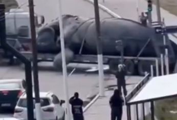 Investigan la muerte masiva de ballenas y temen un récord histórico superior a 2012.