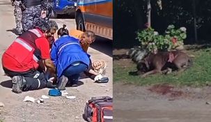 El perro murió en la calle y la jubilada debió ser internada.