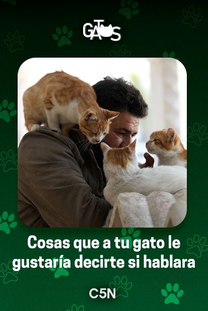Cosas que a tu gato le gustaría decirte si hablara.