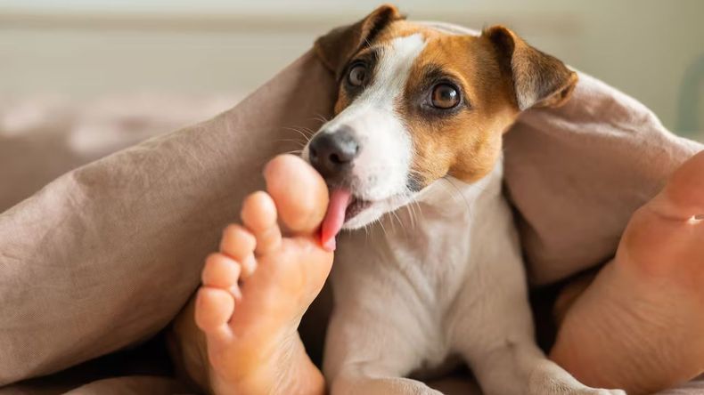 Los perros son compañeros habituales en la vida de muchas personas, pero en ocasiones sus comportamientos pueden resultar misteriosos para sus dueños.