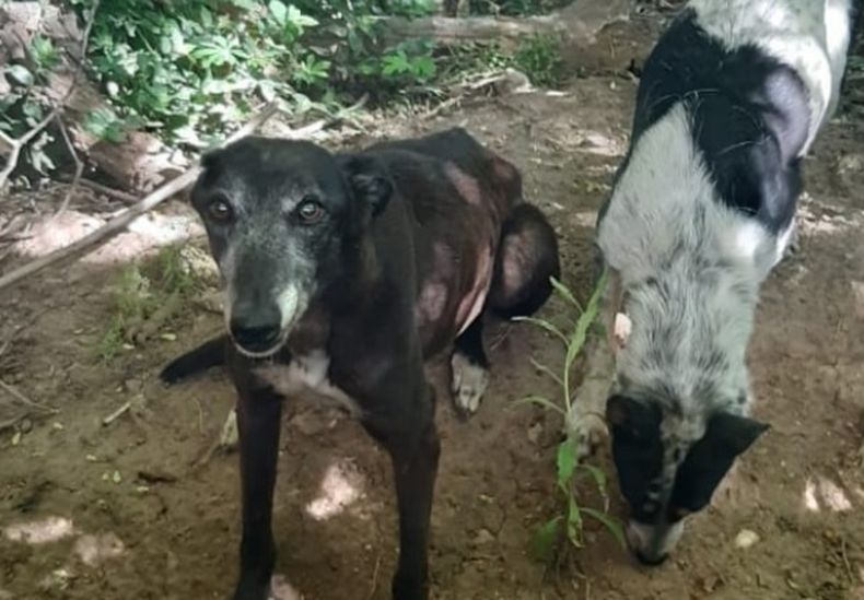 Algunos de los animales rescatados