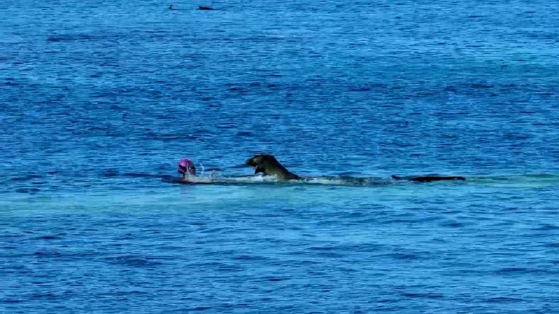 Bañista atacada por una foca.