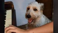 El perrito es furor en redes sociales. El perrito es furor en redes sociales.