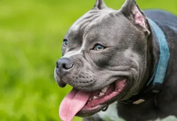 un jubilado murio en puerto madryn tras ser atacado por un pitbull de su familia un jubilado murio en puerto madryn tras ser atacado por un pitbull de su familia