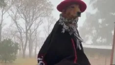 El perrito Preguntale es popular en redes sociales. El perrito Preguntale es popular en redes sociales.