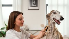 Al igual que en los seres humanos, el organismo de los perros responde a las variaciones del clima. Al igual que en los seres humanos, el organismo de los perros responde a las variaciones del clima.