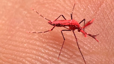Los mosquitos rojos fueron liberados para poder combatir la enfermedad. Los mosquitos rojos fueron liberados para poder combatir la enfermedad.