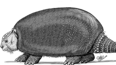 El hallazgo de los restos fósiles ocurrió en una cementera de la localidad de Olavarría, en la provincia de Buenos Aires El hallazgo de los restos fósiles ocurrió en una cementera de la localidad de Olavarría, en la provincia de Buenos Aires