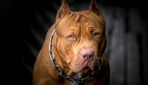 Un pitbull mató a un nene de tres años en Córdoba.