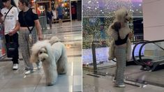 El vídeo viral de una mascota de tamaño XXL en un shopping que sorprendió al mundo entero. El vídeo viral de una mascota de tamaño XXL en un shopping que sorprendió al mundo entero.