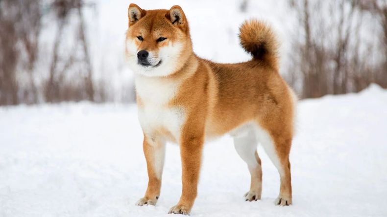 Un ejemplar de la raza Shiba Inu.