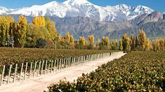 Mendoza, uno de los destinos más elegidos en vacaciones: cuánto salen los vuelos.