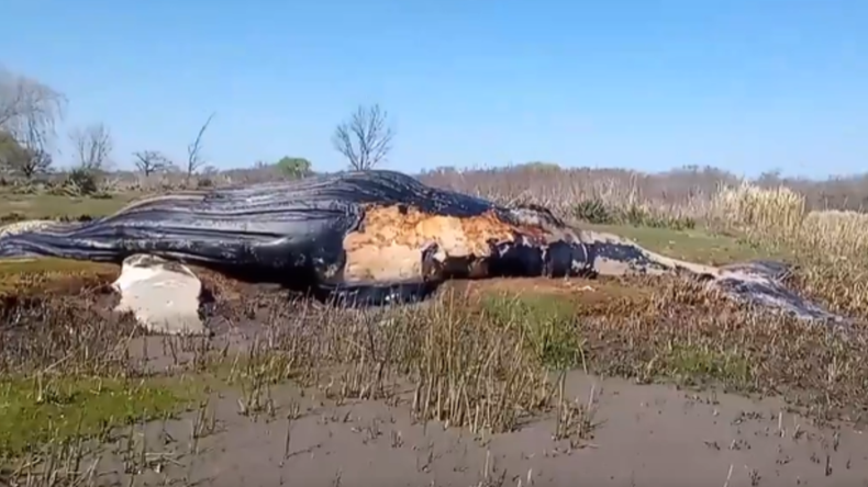 Unos pescadores encontraron por casualidad con la ballena muerta.&nbsp;