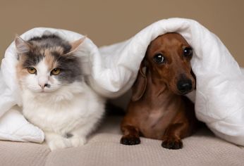 Un reciente estudio reveló cuál es la mascota más adecuada para compartir la cama con sus dueños a la hora de dormir