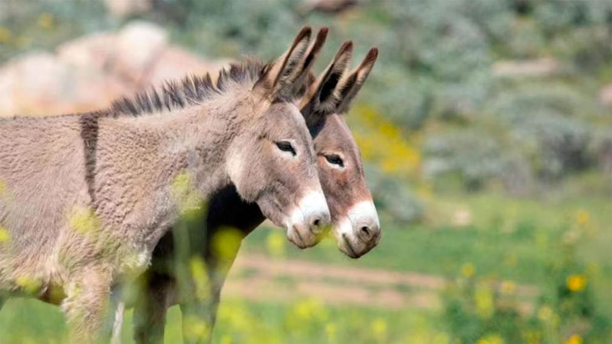 Polémica en Chubut por la venta de carne de burro para consumo humano