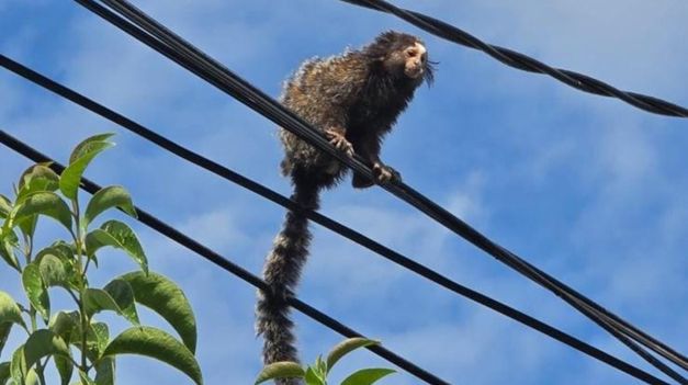 Un mono tití orejas de pincel fue rescatado en Córdoba Capital.&nbsp;
