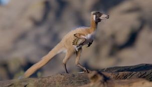 Alna es el dinosaurio más pequeño encontrado hasta el momento en Sudamérica. Alna es el dinosaurio más pequeño encontrado hasta el momento en Sudamérica.