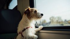 Las mascotas podrán viajar en transporte público, cumpliendo ciertas condiciones.