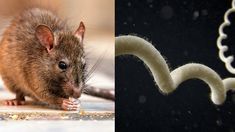 En la provincia, desde 2021 hasta 2026 se registraron 14 casos confirmados de leptospirosis.
