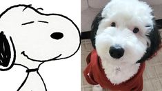 Este es Snoopy en versión real. Este es Snoopy en versión real.