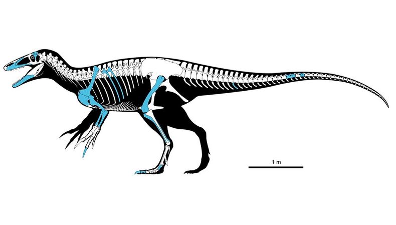 Reconstrucción del esqueleto de Joaquinraptor casali. En color azul se muestran los huesos recuperados (Reconstrucción realizada por T.K. Robinson and Andrew McAfee)